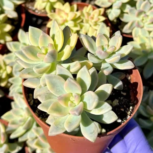 Variegated Ghost Plant - Pink Succulent Live Plant in 4 inch Pot - Image 2