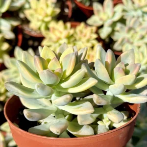 Variegated Ghost Plant - Pink Succulent Live Plant in 4 inch Pot - Image 3