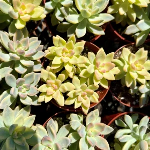 Variegated Ghost Plant - Pink Succulent Live Plant in 4 inch Pot - Image 4