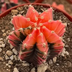 Variegated Gymnocalycium Cactus Live Plant, 4 inch Pot, Rooted - Image 2