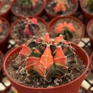 Variegated Gymnocalycium Cactus Live Plant, 4 inch Pot, Rooted - Image 3