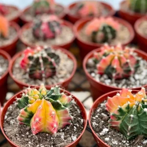 Variegated Gymnocalycium Cactus Live Plant, 4 inch Pot, Rooted - Image 4