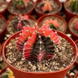 Variegated Gymnocalycium Cactus Live Plant, 4 inch Pot, Rooted - Image 1