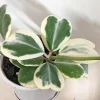 Variegated Heart Leaf Hoya Kerrii Live Plant – 4 Inch Pot – Indoor Houseplant - Image 1
