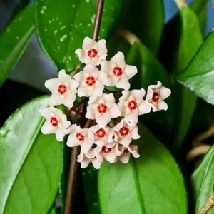 Variegated Hoya Carnosa Live Plant, Tricolor Vine, 4-6 Inch, Potted Houseplant - Image 1