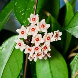 Variegated Hoya Carnosa Live Plant, Tricolor Vine, 4-6 Inch, Potted Houseplant - Image 7