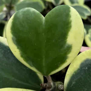 Variegated Hoya Kerrii Live Plant - Sweetheart Plant Succulent in 4 inch Pot - Image 2