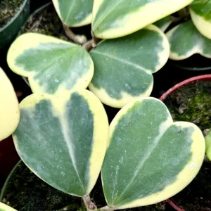 Variegated Hoya Kerrii Live Plant - Sweetheart Plant Succulent in 4 inch Pot - Image 4