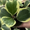 Variegated Hoya Kerrii Live Plant - Sweetheart Plant Succulent in 4 inch Pot - Image 1