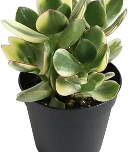 Variegated Jade Live Plant - Crassula Ovata Succulent Houseplant, 4 Inch Pot - Image 4