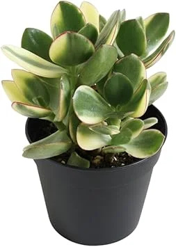 Variegated Jade Live Plant - Crassula Ovata Succulent Houseplant, 4 Inch Pot - Image 4