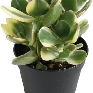 Variegated Jade Live Plant - Crassula Ovata Succulent Houseplant, 4 Inch Pot - Image 5