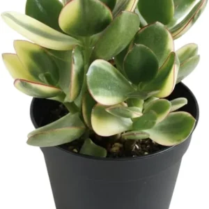 Variegated Jade Live Plant - Crassula Ovata Succulent Houseplant, 4 Inch Pot - Image 6