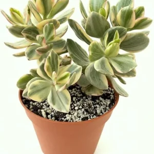 Variegated Jade Plant Live - Crassula Ovata Succulent, Tri Color, 2 Inch Pot, Indoor/Outdoor - Image 3