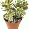 Variegated Jade Plant Live - Crassula Ovata Succulent, Tri Color, 2 Inch Pot, Indoor/Outdoor - Image 1