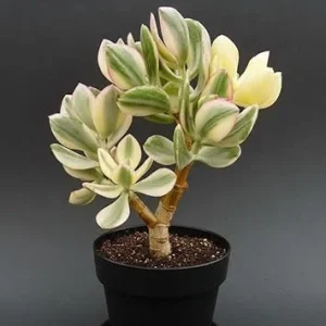 Variegated Jade Plant Live (Crassula Ovata) Tri Color Succulent - 4 Inch Pot - Indoor/Outdoor - Image 4