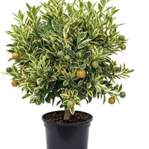 Variegated Kumquat Tree Live Plant - 3 Gallon Pot, Outdoor Citrus Fruit - Image 2