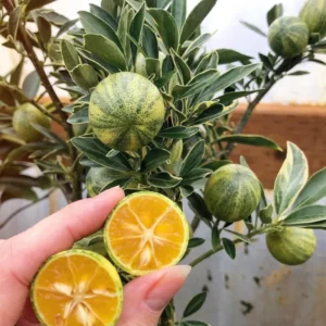 Variegated Kumquat Tree Live Plant – 3 Gallon Pot – Outdoor Citrus Fruit - Image 3