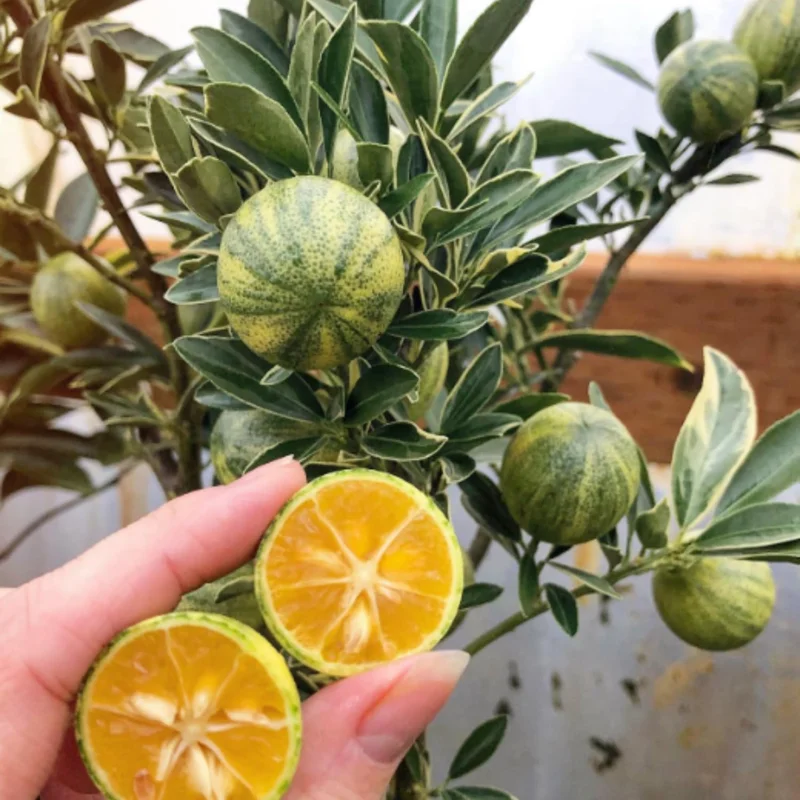 Variegated Kumquat Tree Live Plant – 3 Gallon Pot – Outdoor Citrus Fruit - Image 3
