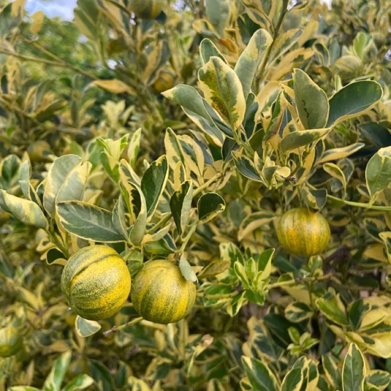 Variegated Kumquat Tree Live Plant – 3 Gallon Pot – Outdoor Citrus Fruit - Image 5