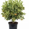 Variegated Kumquat Tree Live Plant – 3 Gallon Pot – Outdoor Citrus Fruit - Image 1