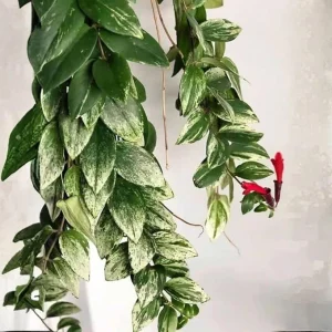 Variegated Lipstick Plant Live Plant – 4'' Pot – Tropical Trailing Houseplant - Image 2