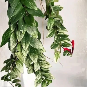 Variegated Lipstick Plant Live Plant – 4'' Pot – Tropical Trailing Houseplant - Image 3