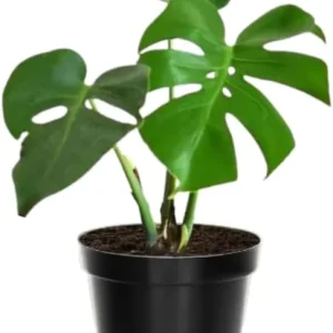 Variegated Monstera Live Plant 4-6 Inch - Split Leaf Houseplant Indoor - Image 2