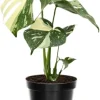 Variegated Monstera Live Plant 4-6 Inch - Split Leaf Houseplant Indoor - Image 1