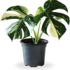 Variegated Monstera Live Plant – 4-6 Inch Starter Indoor Houseplant - Image 1