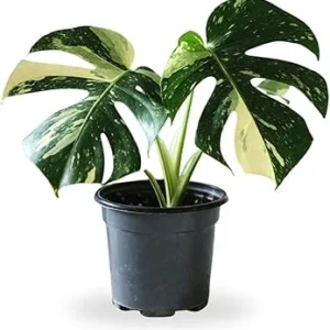 Variegated Monstera Live Plant – 4-6 Inch Starter Indoor Houseplant - Image 4