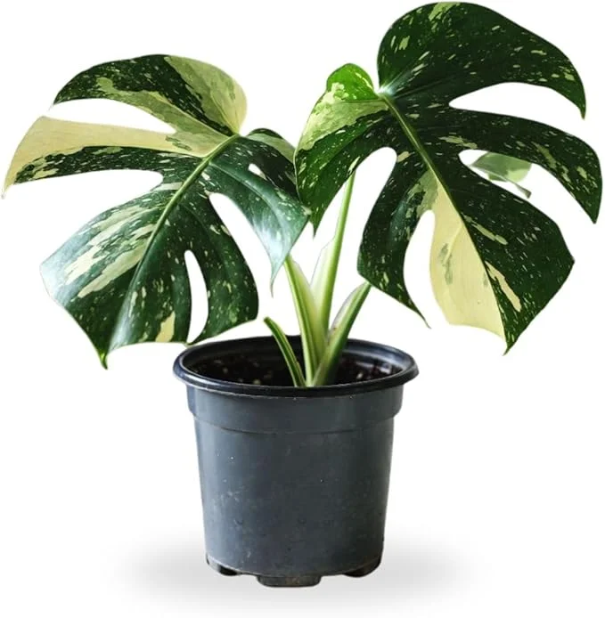 Variegated Monstera Live Plant – 4-6 Inch Starter Indoor Houseplant - Image 7