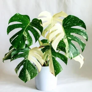 Variegated Monstera Live Plant 4-6 Inches Tall - Tropical Houseplant, Green & Cream Leaves, Indoor/Outdoor - Image 3