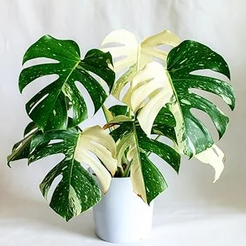 Variegated Monstera Live Plant 4-6 Inches Tall - Tropical Houseplant, Green & Cream Leaves, Indoor/Outdoor - Image 1