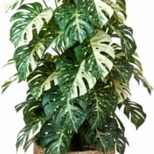 Variegated Monstera Plant Live – Rare Indoor Houseplant – 4-8 Inches Rooted - Image 1