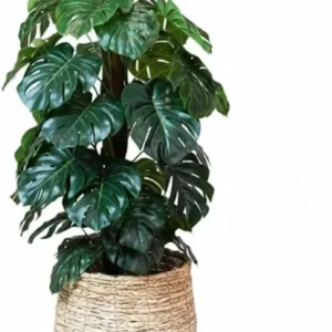 Variegated Monstera Plant Live – Rare Indoor Houseplant – 4-8 Inches Rooted - Image 2