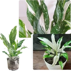 Variegated Peace Lily Live Plant – Indoor Houseplant with White Flowers, 6-9 Inches Tall - Image 2