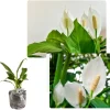 Variegated Peace Lily Live Plant – Indoor Houseplant with White Flowers, 6-9 Inches Tall - Image 1