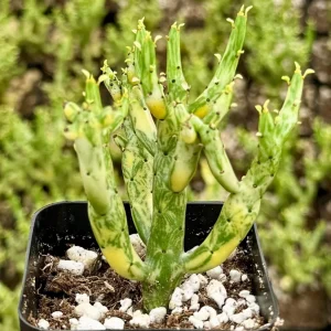 Variegated Pencil Cactus Live Plant - Euphorbia tirucalli 'Variegata' Succulent in 2.5