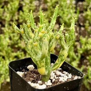 Variegated Pencil Cactus Live Plant - Euphorbia tirucalli 'Variegata' Succulent in 2.5
