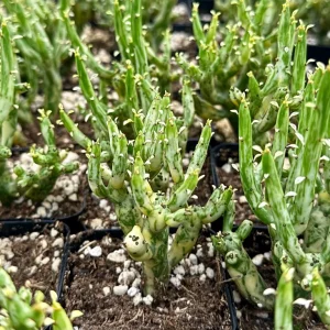 Variegated Pencil Cactus Live Plant - Euphorbia tirucalli 'Variegata' Succulent in 2.5