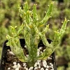 Variegated Pencil Cactus Live Plant - Euphorbia tirucalli 'Variegata' Succulent in 2.5" or 4" Pot - Image 1