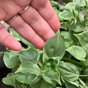 Variegated Peperomia Cupid Live Plant - 4 inch or 6 inch Pot - Indoor P. Scandens Variegata Radiator Plant - Image 2