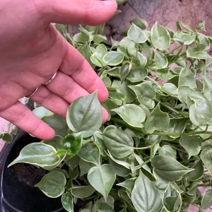 Variegated Peperomia Cupid Live Plant - 4 inch or 6 inch Pot - Indoor P. Scandens Variegata Radiator Plant - Image 3