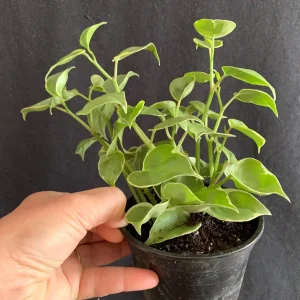 Variegated Peperomia Cupid Live Plant - 4 inch or 6 inch Pot - Indoor P. Scandens Variegata Radiator Plant - Image 4