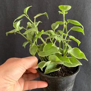 Variegated Peperomia Cupid Live Plant - 4 inch or 6 inch Pot - Indoor P. Scandens Variegata Radiator Plant - Image 5