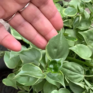 Variegated Peperomia Cupid Live Plant - 4 inch or 6 inch Pot - Indoor P. Scandens Variegata Radiator Plant - Image 1