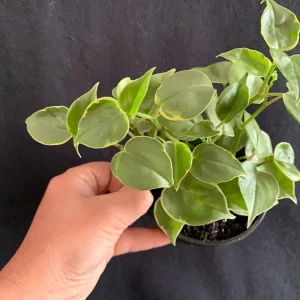 Variegated Peperomia Cupid Live Plant - 4 inch or 6 inch Pot - Indoor P. Scandens Variegata Radiator Plant - Image 6