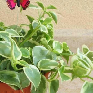 Variegated Peperomia Cupid Live Plant - 4 inch or 6 inch Pot - Indoor P. Scandens Variegata Radiator Plant - Image 7