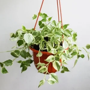 Variegated Peperomia Cupid Live Plant - 4 inch or 6 inch Pot - Indoor P. Scandens Variegata Radiator Plant - Image 8